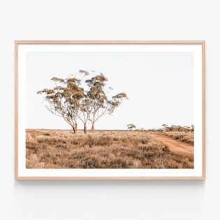 Outback Road Oak Framed Print