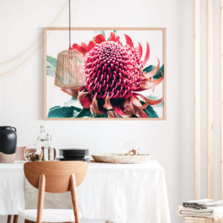 Australian-Waratah-Lifestyle Framed Print