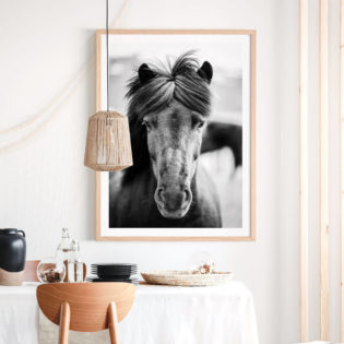 BLACK-HORSE-PORTRAIT-Lifestyle-Framed-Print