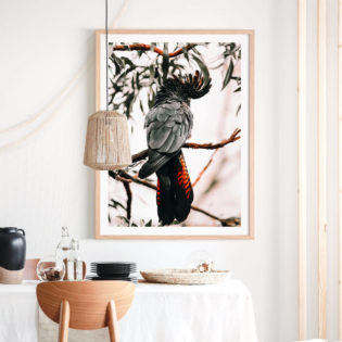 Black-Cockatoo-Lifestyle-Framed-Print