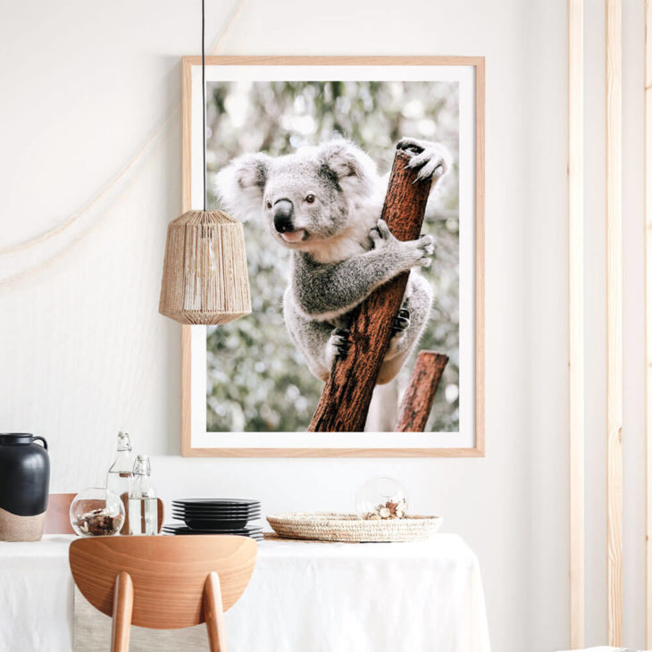 CURIOUS-KOALA-Lifestyle-Framed-Print