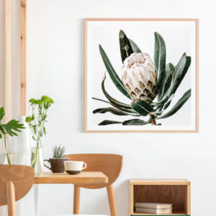 Cool-Protea-Lifestyle-Framed-Print