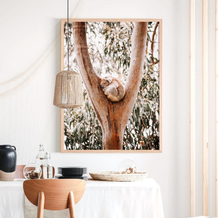 Dreaming-Koala-Lifestyle-Framed-Print