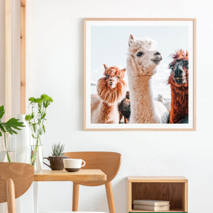 No-Drama-Llama-Lifestyle-Framed-Print