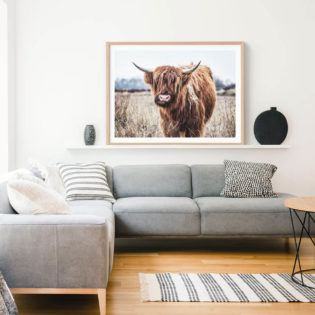 Scottish-Cow-Lifestyle-Framed-Print