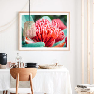 Waratah-Flower-Lifestyle Framed Print