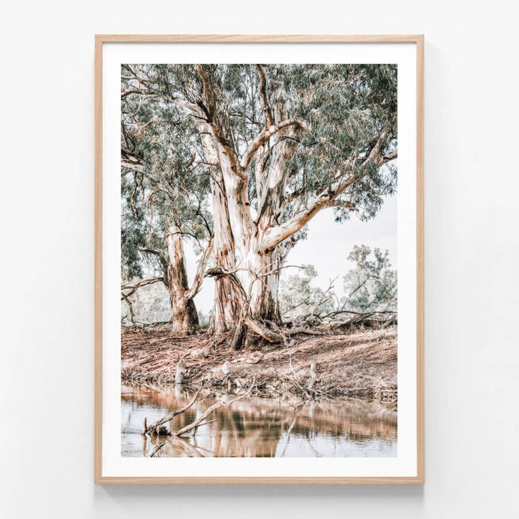 FP1180-River-Red-Gums-Oak-Framed Print