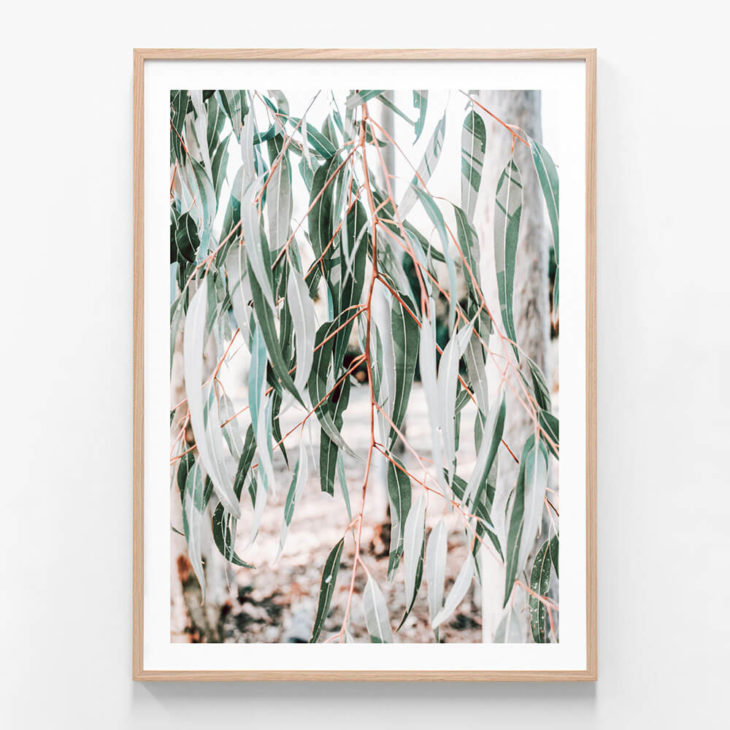 FP1181-Eucalyptus-leaves-Oak-Framed Print