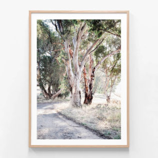 FP1182-Bush-Track-Oak-Framed Print