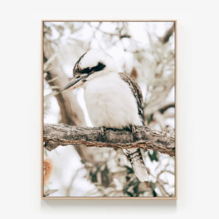 Perching-Kookaburra-Oak-Framed-Canvas