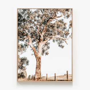 Yarra-Valley-Oak-Framed-Canvas