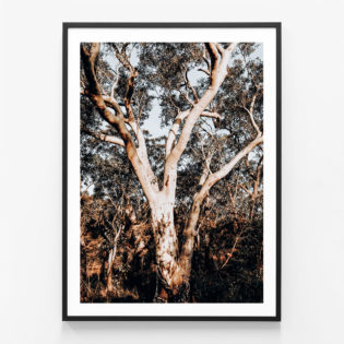 Blue-Mountains-Gum-Black-Framed-Print