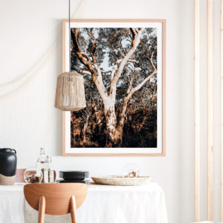 Blue-Mountains-Gum-Framed-Print-Lifestyle