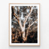 Blue-Mountains-Gum-Oak-Framed-Print