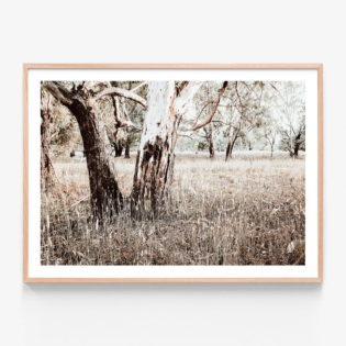 Bushland-Oak-Framed-Print