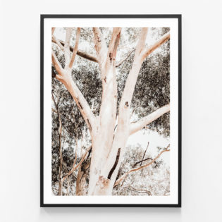 Eucalyptus-Boughs-Black-Framed-Print