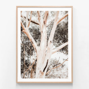 Eucalyptus-Boughs-Oak-Framed-Print