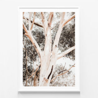 Eucalyptus-Boughs-White-Framed-Print