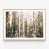 Eucalyptus-Canopy-Oak-Framed-Print