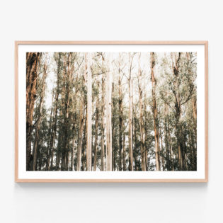 Eucalyptus-Canopy-Oak-Framed-Print