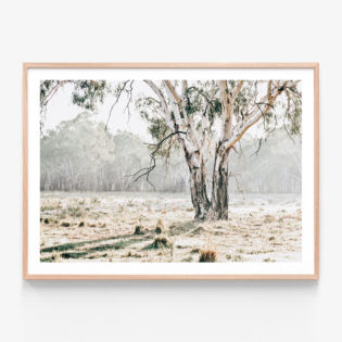 Eucalyptus-Plain-Oak-Framed-Print