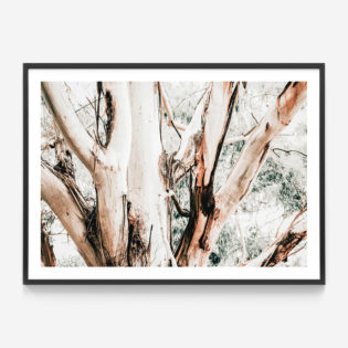 Eucalyptus-Trunk-Black-Framed-Print