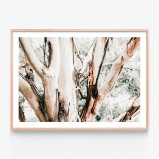 Eucalyptus-Trunk-Oak-Framed-Print