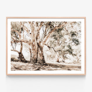 Flinders-Ranges-Oak-Framed-Print