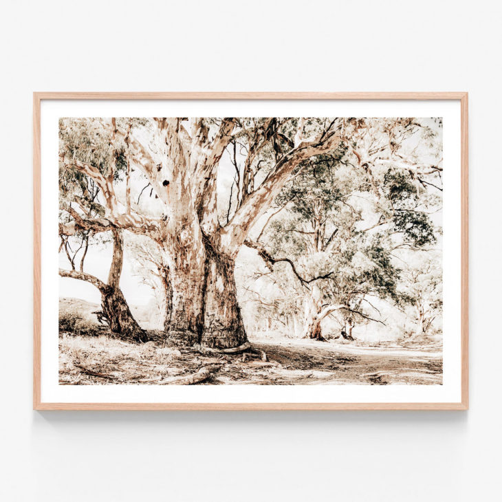 Flinders-Ranges-Oak-Framed-Print