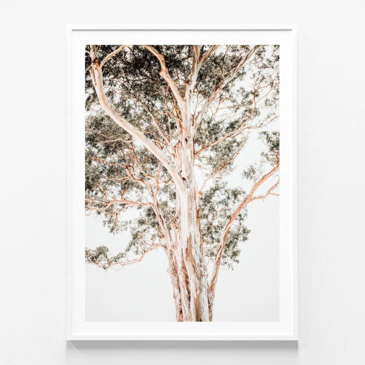 Grand-Eucalyptus-White-Framed-Print
