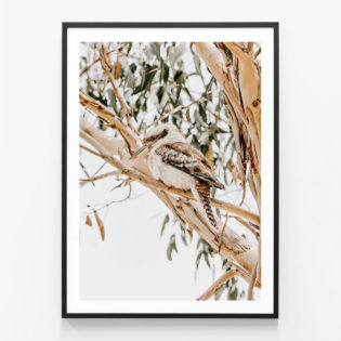 Kookaburra-Black-Framed-Print
