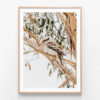 Kookaburra-Oak-Framed-Print