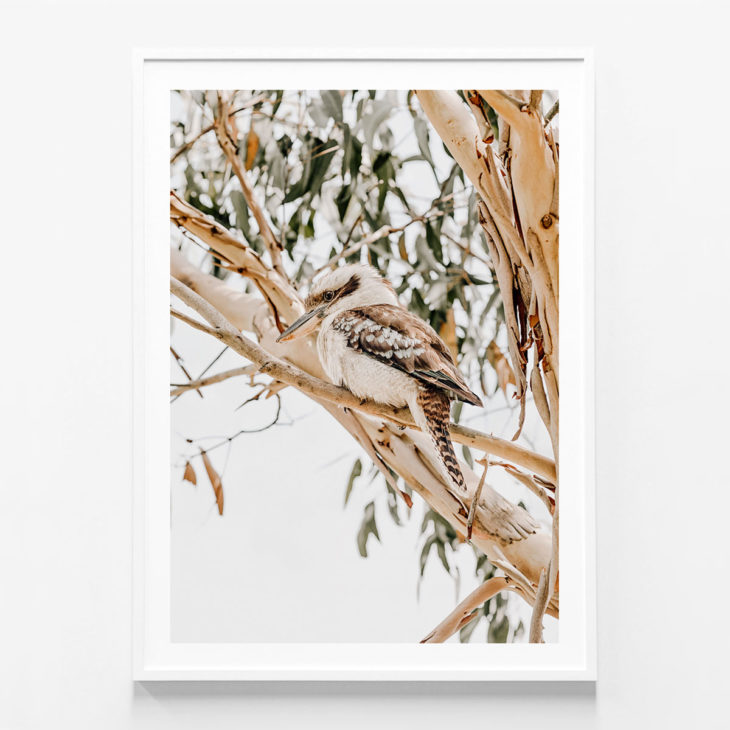 Kookaburra-White-Framed-Print