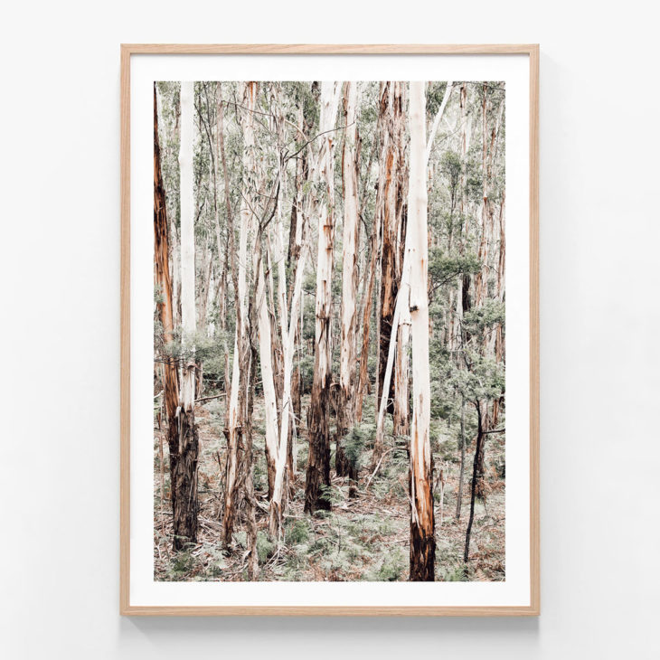 Otway-Forest-Oak-Framed-Print
