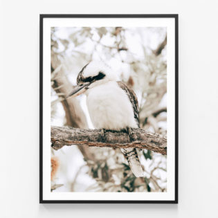 Perching-Kookaburra-Black-Framed-Print