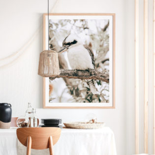 Perching-Kookaburra-Framed-Print-Lifestyle