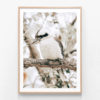 Perching-Kookaburra-Oak-Framed-Print