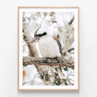 Perching-Kookaburra-Oak-Framed-Print
