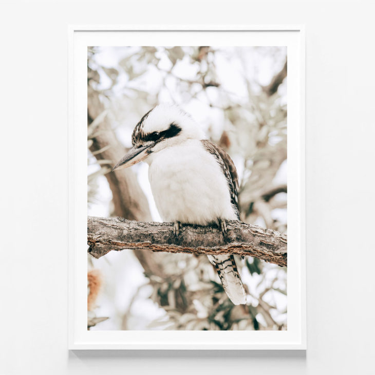 Perching-Kookaburra-White-Framed-Print