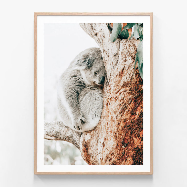 Resting-Koala-Oak-Framed-Print