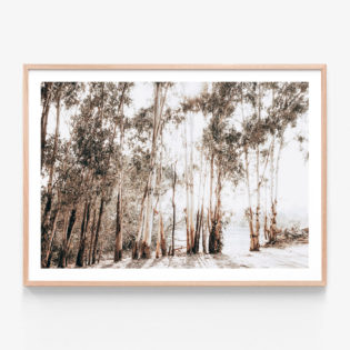 Riverbank-Gums-Oak-Framed-Print
