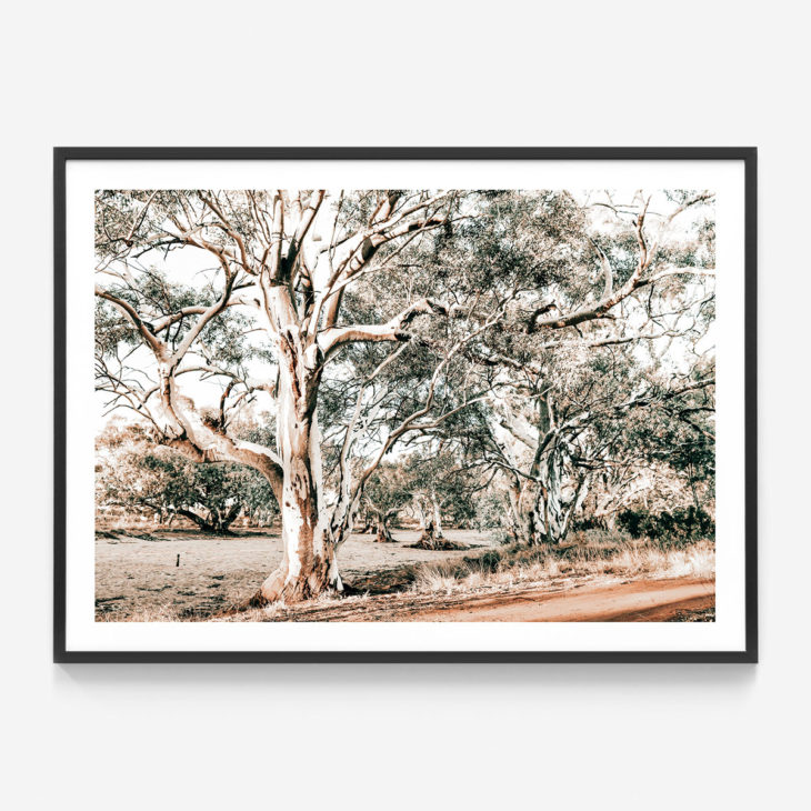 Silver-Gum-Black-Framed-Print