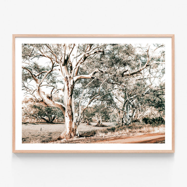 Silver-Gum-Oak-Framed-Print