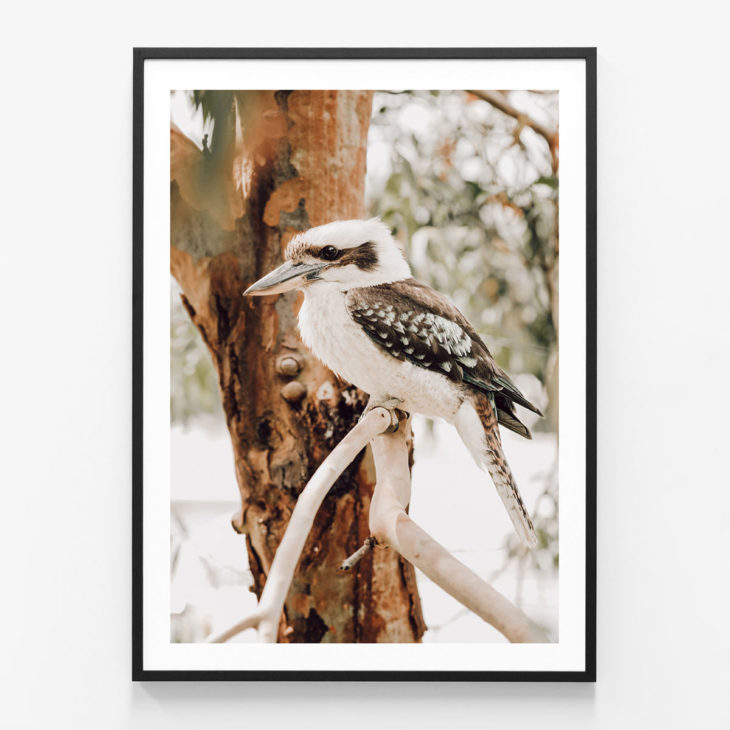 Sitting-Kookaburra-Black-Framed-Print