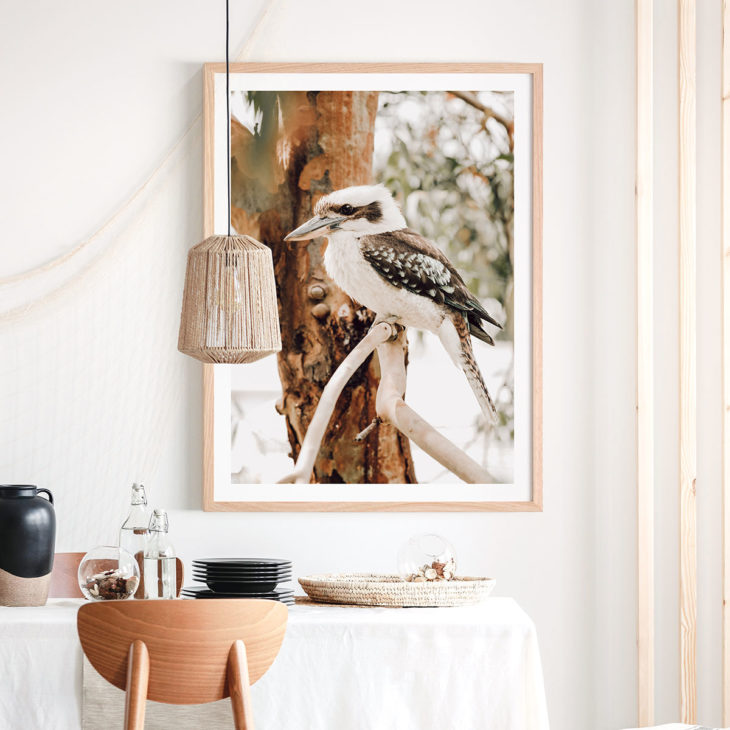Sitting-Kookaburra-Framed-Print-Lifestyle