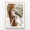 Sitting-Kookaburra-Oak-Framed-Print