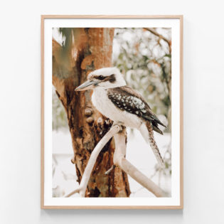 Sitting-Kookaburra-Oak-Framed-Print