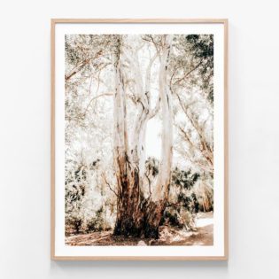 Towering-Gum-Oak-Framed-Print